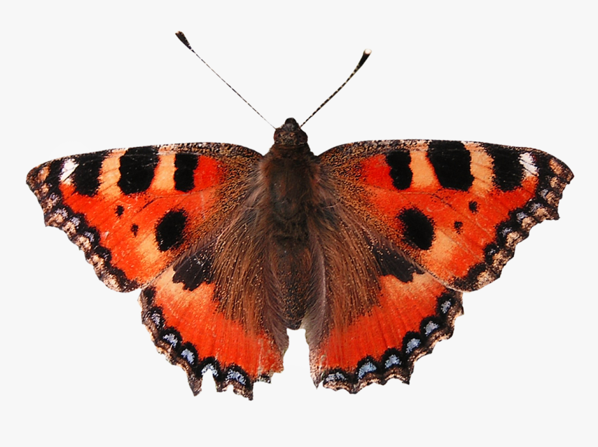 Butterfly, HD Png Download