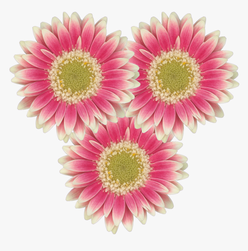 Barberton Daisy, HD Png Download