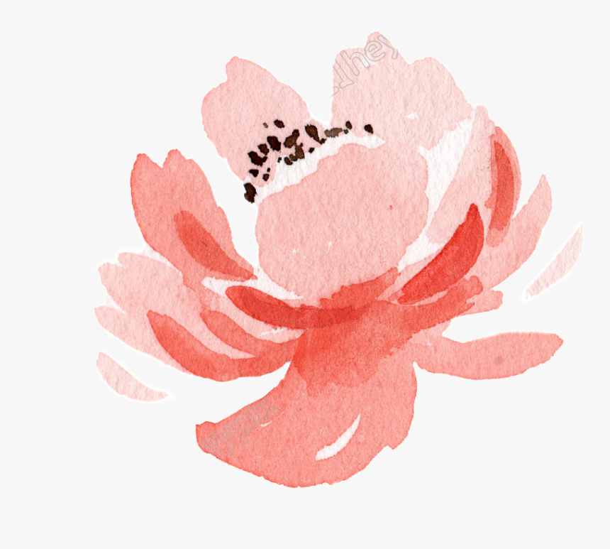 Pink Flower Watercolor Hand Painted Transparent - Garden Roses, HD Png Download