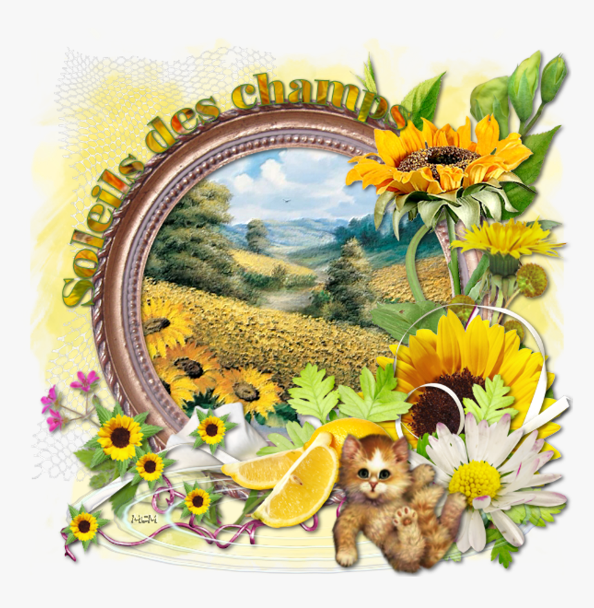 Blog2809163 - Champs De Tournesols En Png, Transparent Png