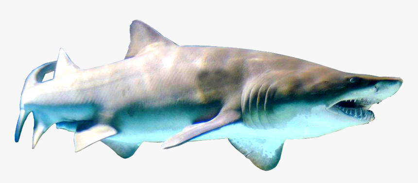 Sand Tiger Shark, HD Png Download