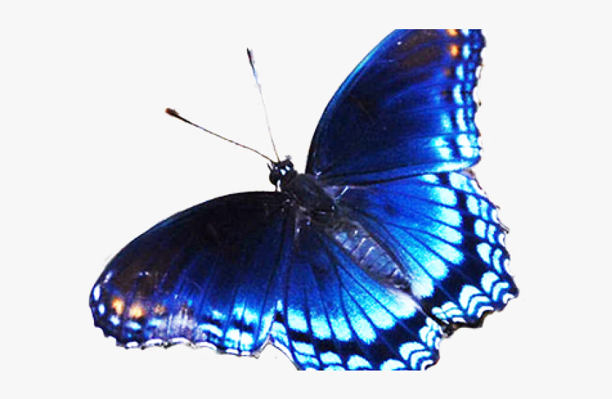 Rainbow Butterfly Clipart Dark Blue - Black And Blue Butterfly Png, Transparent Png