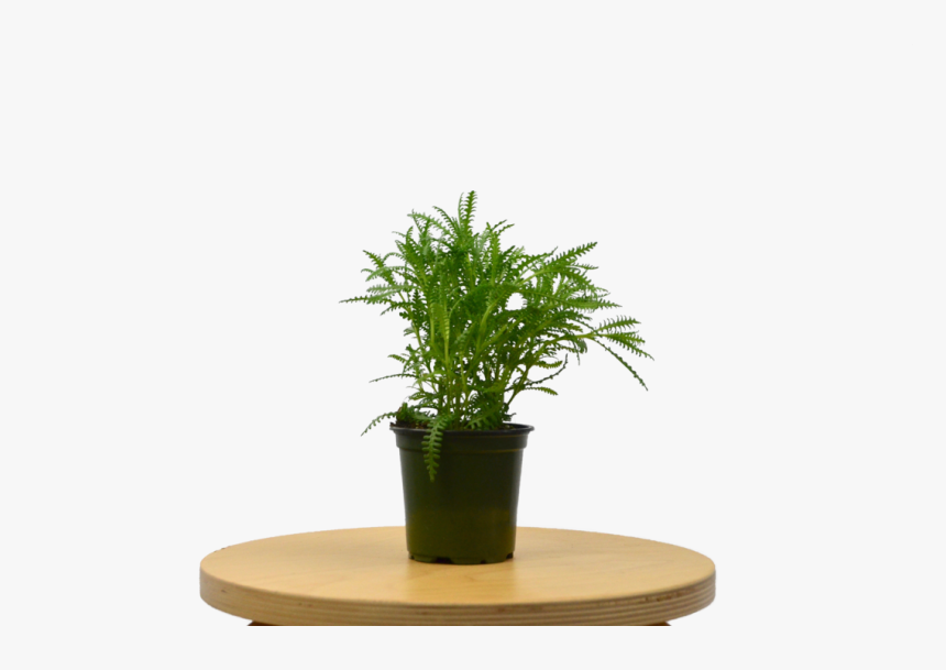 Lavender French - Houseplant, HD Png Download