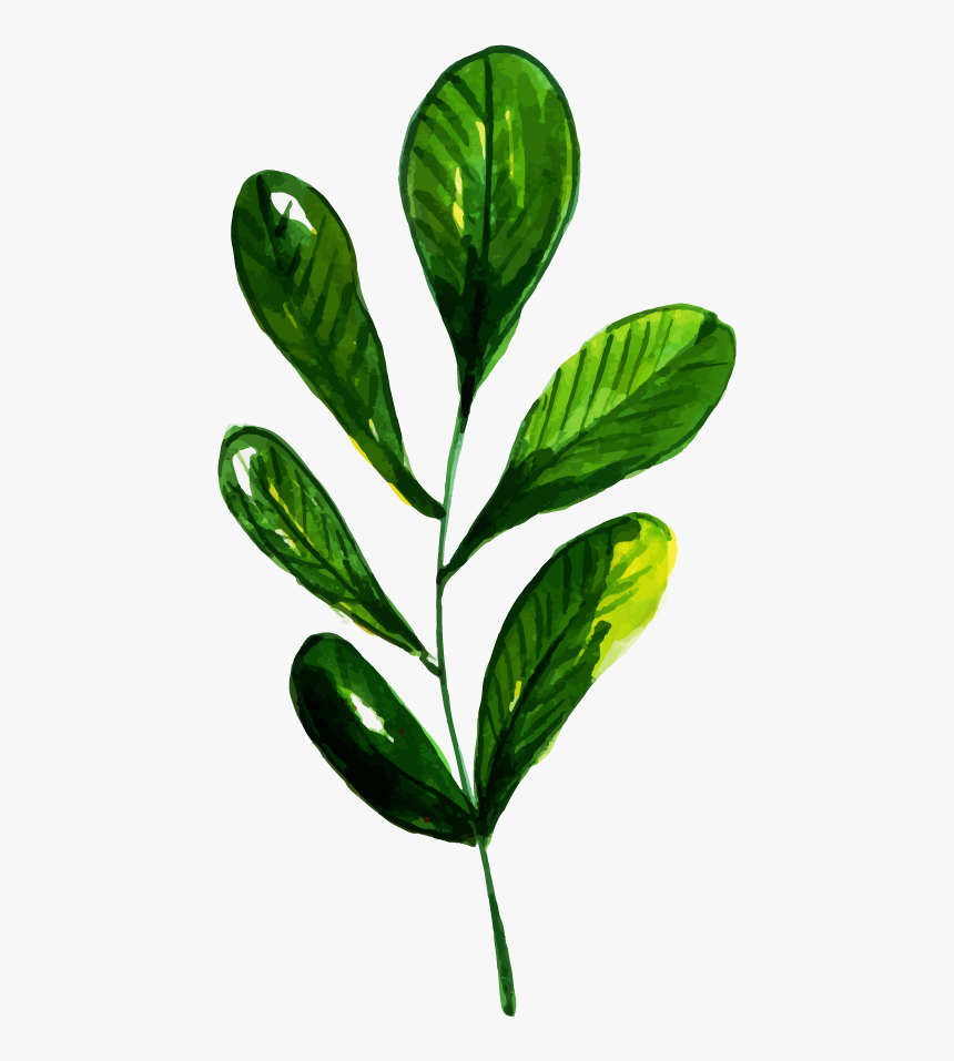 Tatsoi, HD Png Download