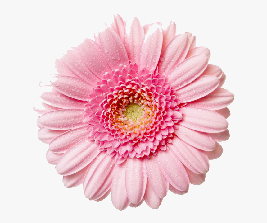 Gerbera Flower Free Png Image - Flower Png, Transparent Png