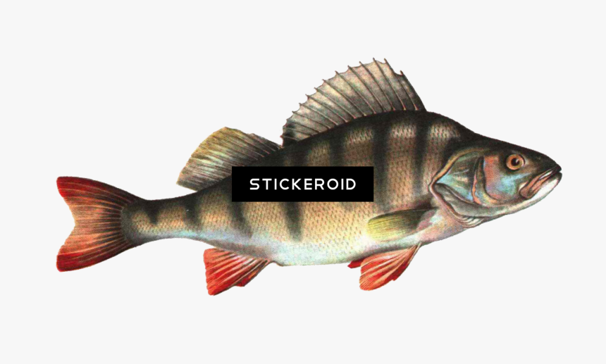Fish Png Hd , Png Download - Fish Images Png Hd, Transparent Png