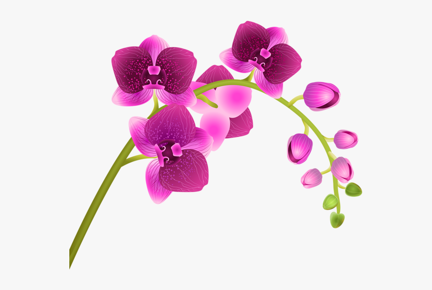 Flower Transparent Background Clipart Image Transparent - Transparent Background Orchid Clip Art, HD Png Download