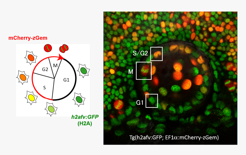 Zebrafish Lens Epithelial Cells Were Bioengineered - Cell Cycle Histones, HD Png Download