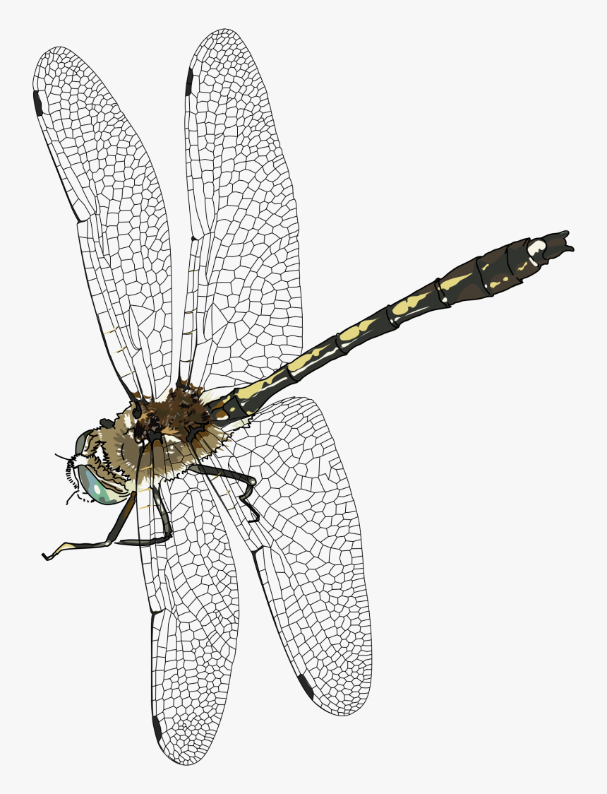 Dragonfly Transparent, HD Png Download