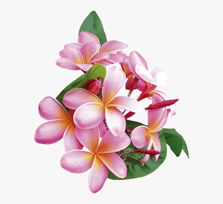 Frangipani, HD Png Download