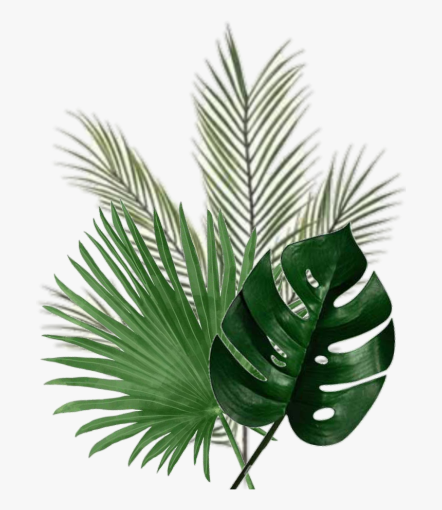 #leaf #palm #green - Christmas Tree, HD Png Download