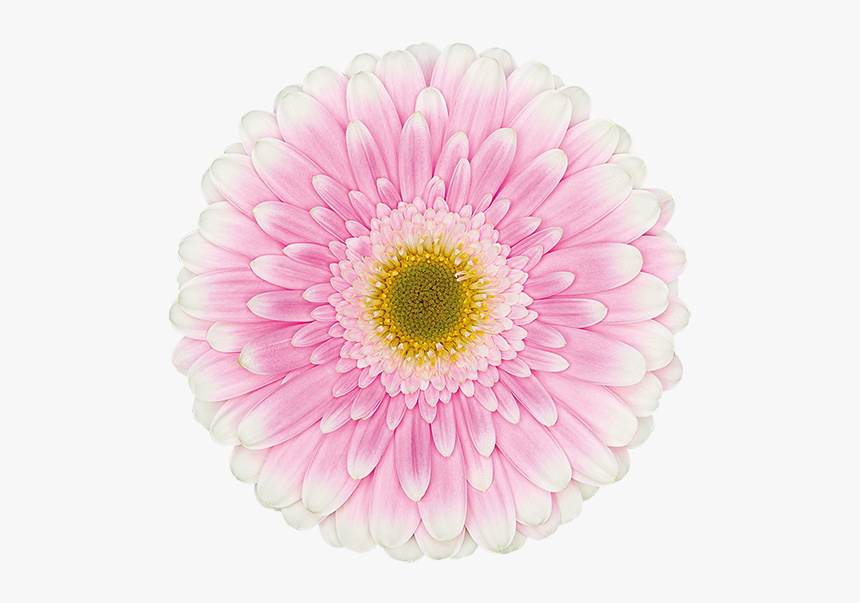 Barberton Daisy, HD Png Download