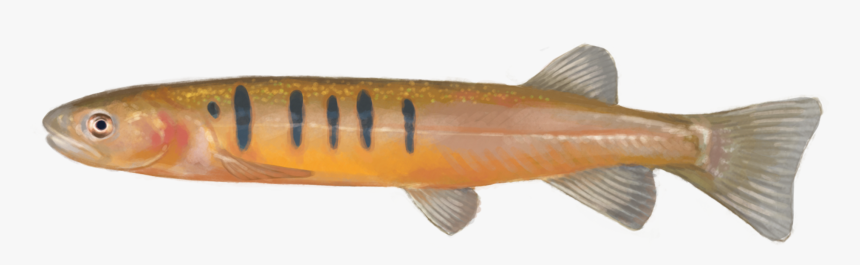 Using Edna To Detect This Species - Lunge, HD Png Download