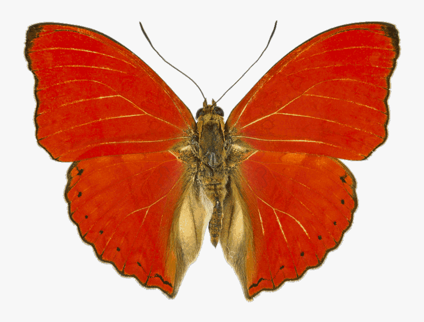 Cymothoe Sangaris, HD Png Download