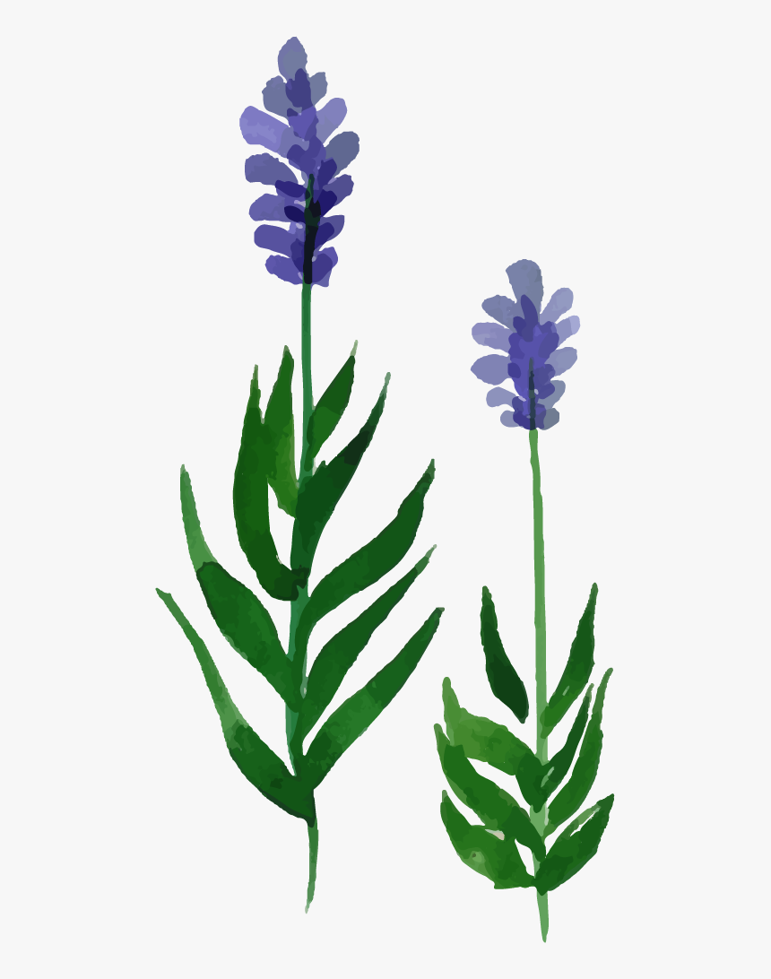 Hyacinth, HD Png Download