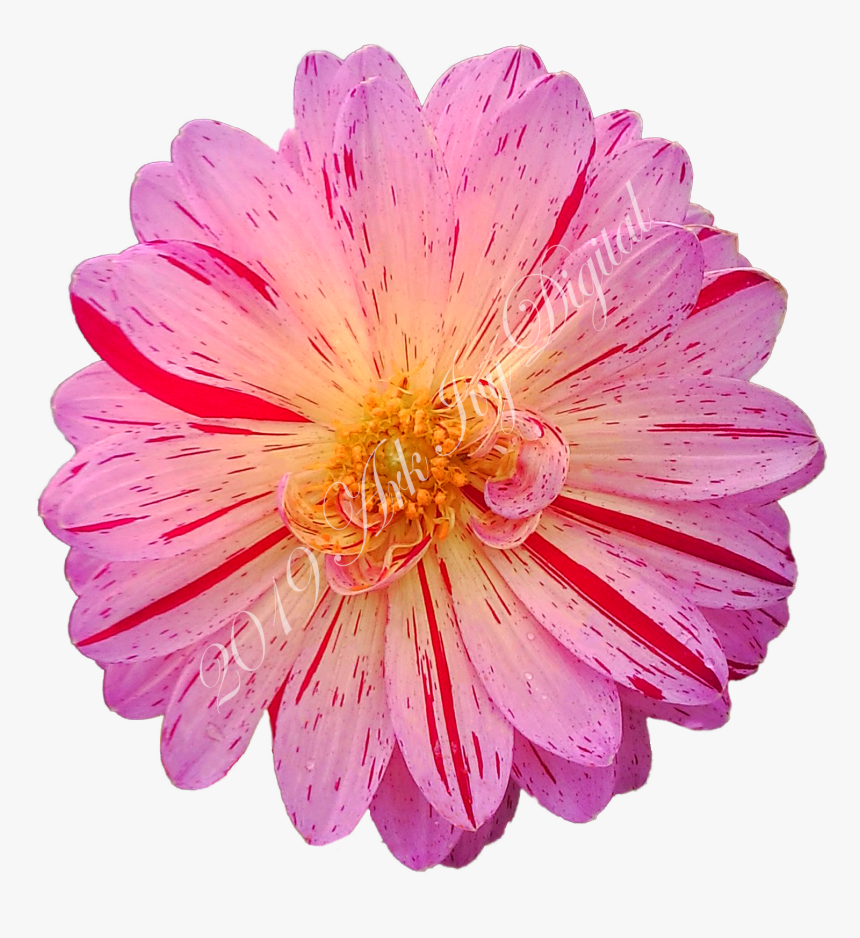 Barberton Daisy, HD Png Download