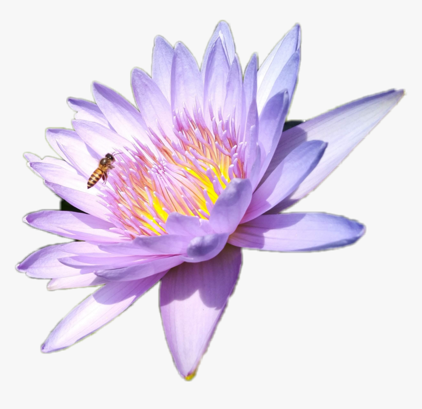 #lotus #wasp - Sacred Lotus, HD Png Download
