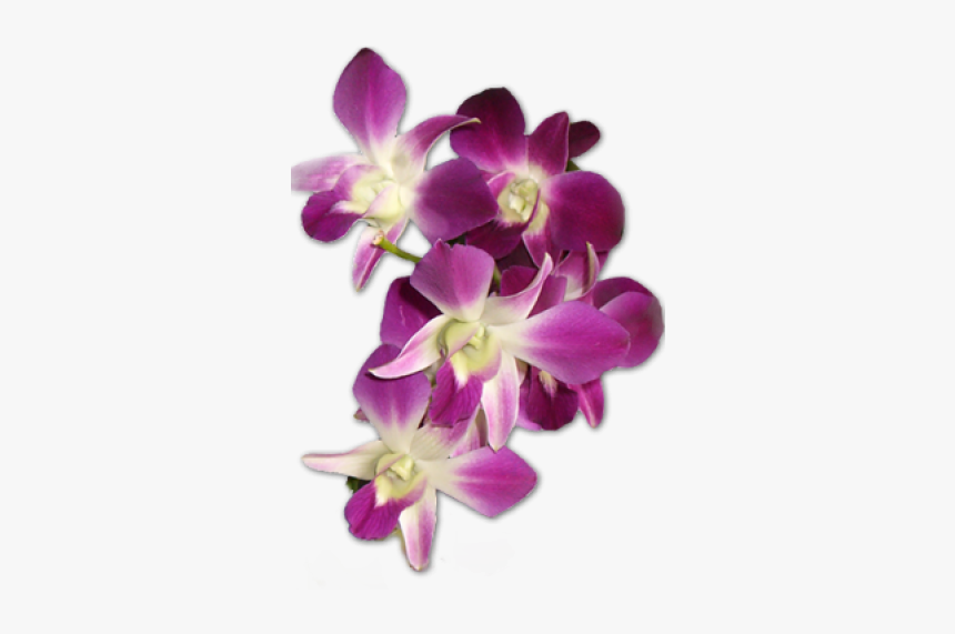 Orchid Flower Png, Transparent Png