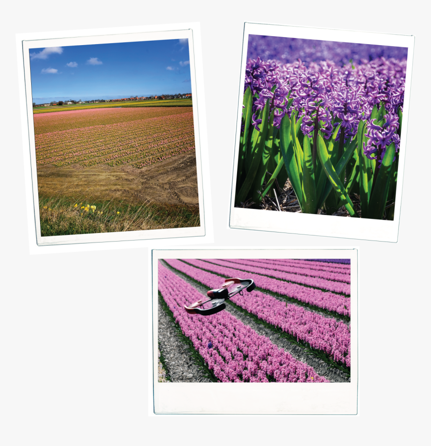 Iris, HD Png Download