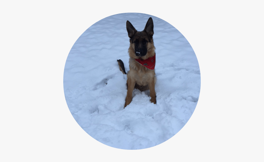 Old German Shepherd Dog, HD Png Download