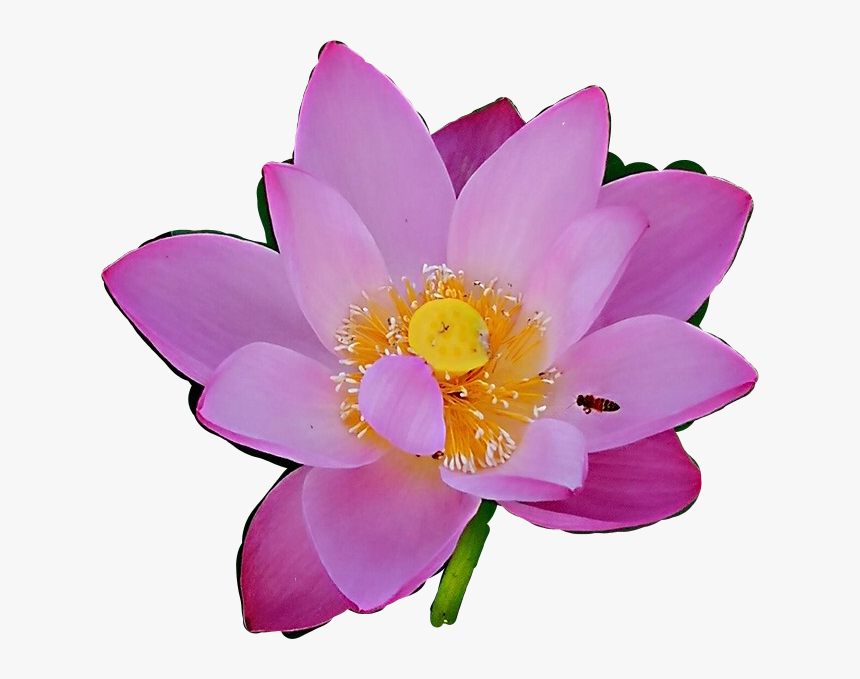 #purple #flower #plant #decoration #scrapbook #nature - Sacred Lotus, HD Png Download