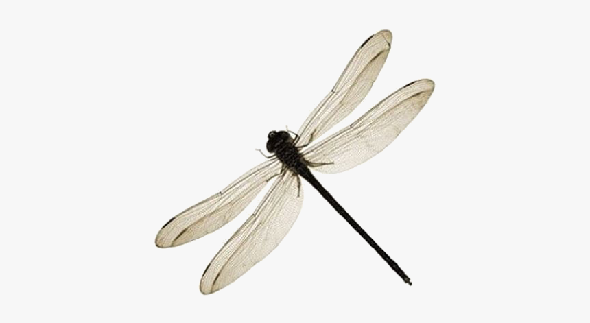 Net-winged Insects, HD Png Download