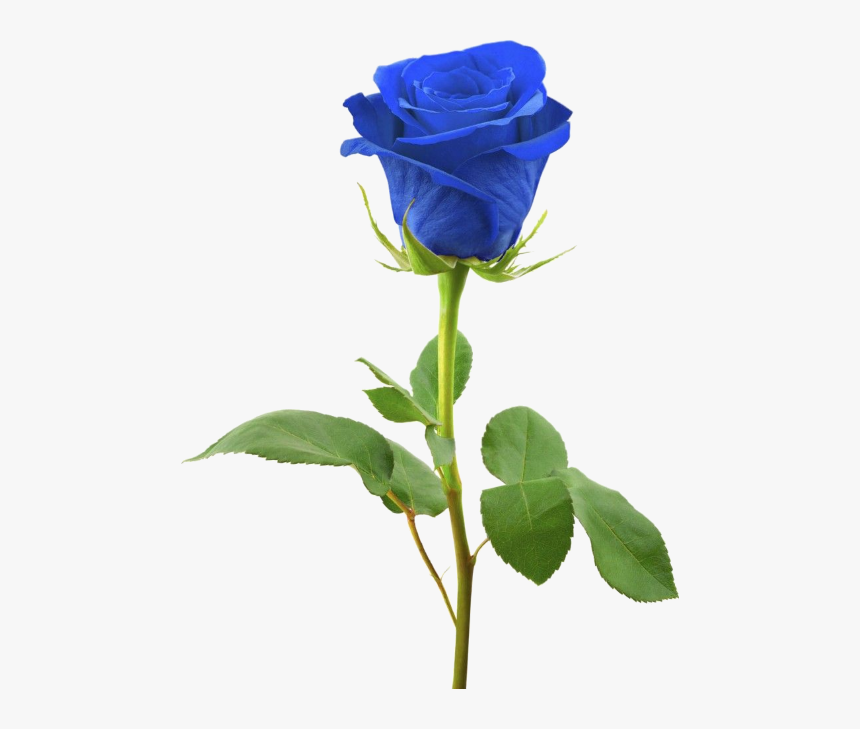 Blue Rose, HD Png Download