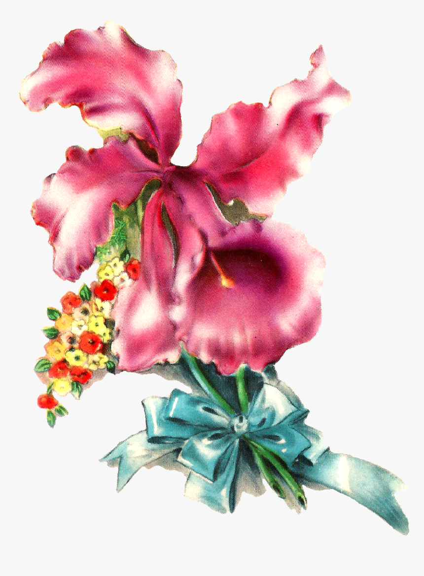 Orchid Flower Image Illustration Botanical Art - Desert Rose, HD Png Download