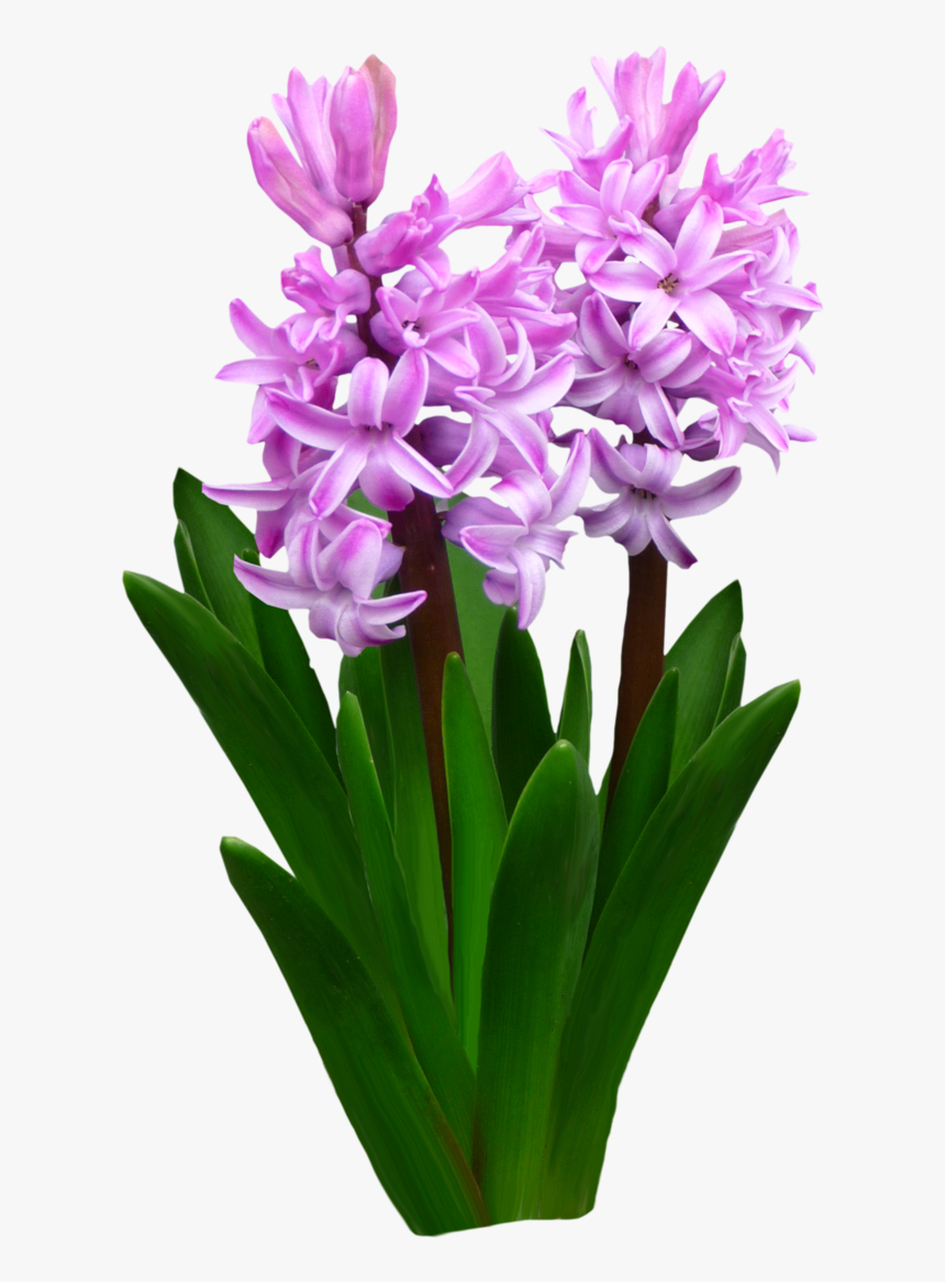 Flower Bed Clipart Image Free Download Flowers By Roula33 - Hyacinth Flower Transparent Background, HD Png Download