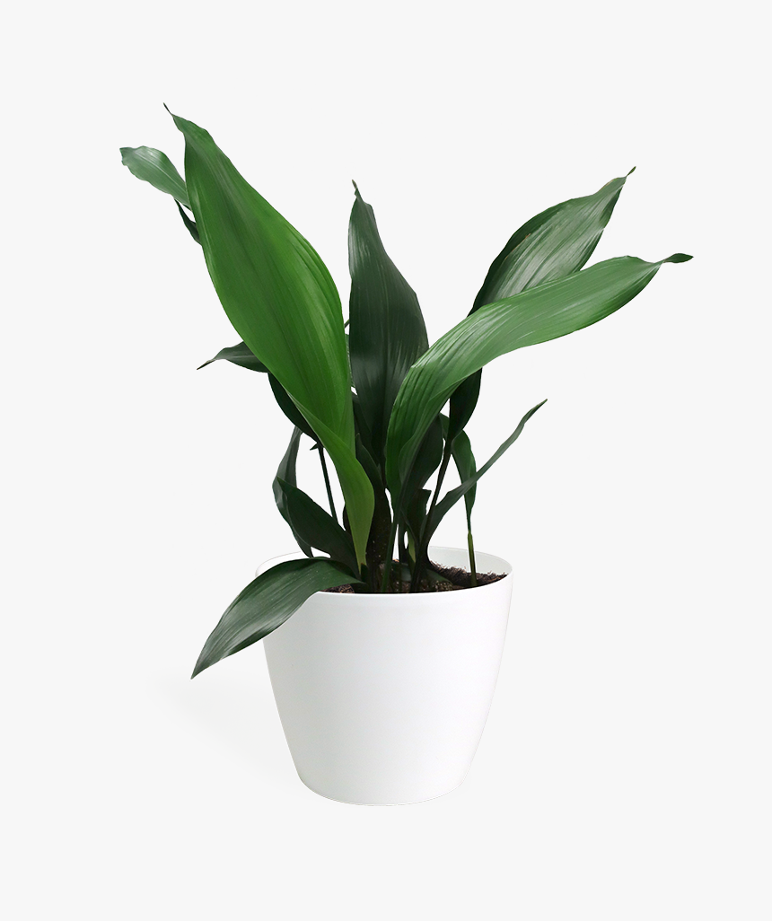 Aspidistra Png, Transparent Png