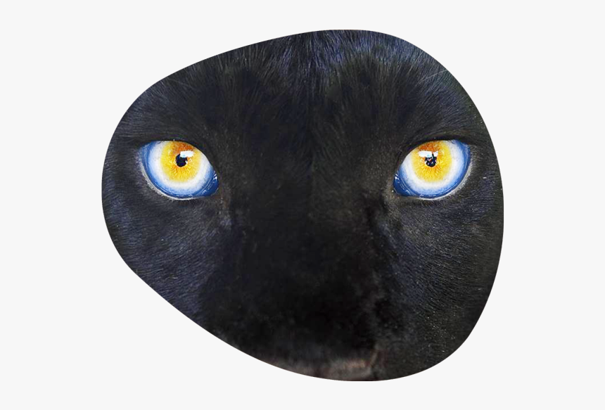 Black Cat, HD Png Download