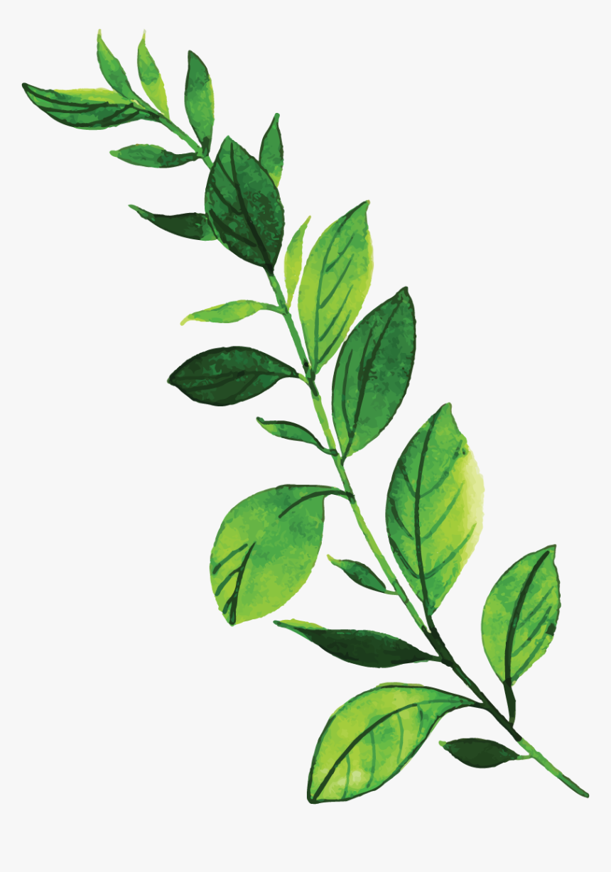Herbaceous Plant, HD Png Download