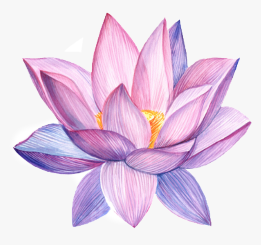 Lotus Flower Water Color, HD Png Download