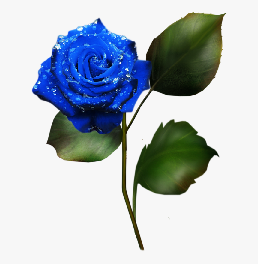 Rose, HD Png Download
