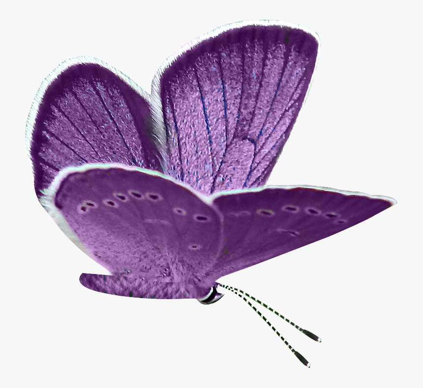 Butterflies Clipart Png, Transparent Png