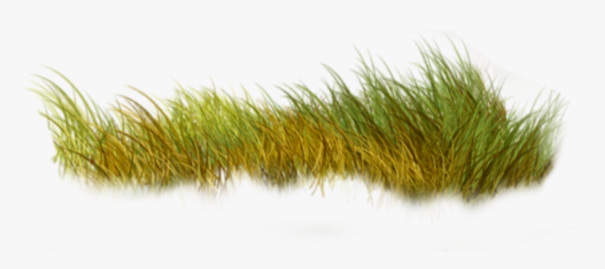 #grass #nature #green - Sweet Grass, HD Png Download