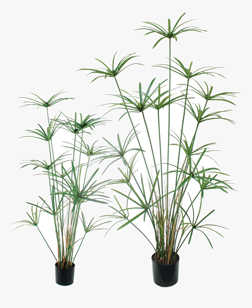 Houseplant , Png Download - Houseplant, Transparent Png