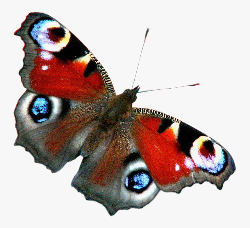 Transparent Peacock Butterfly, HD Png Download