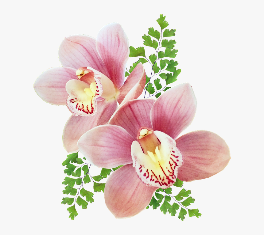 Orchids Of The Philippines, HD Png Download