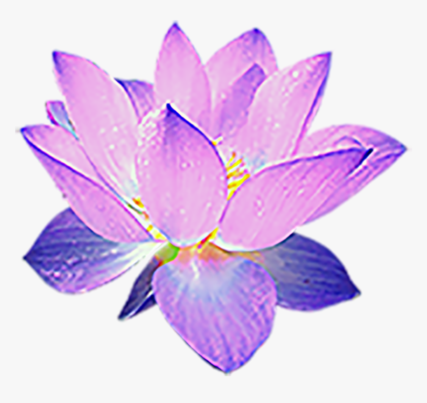 Sacred Lotus, HD Png Download