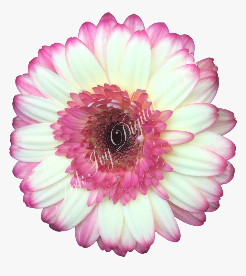 Barberton Daisy, HD Png Download