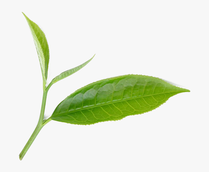 Bay Laurel, HD Png Download