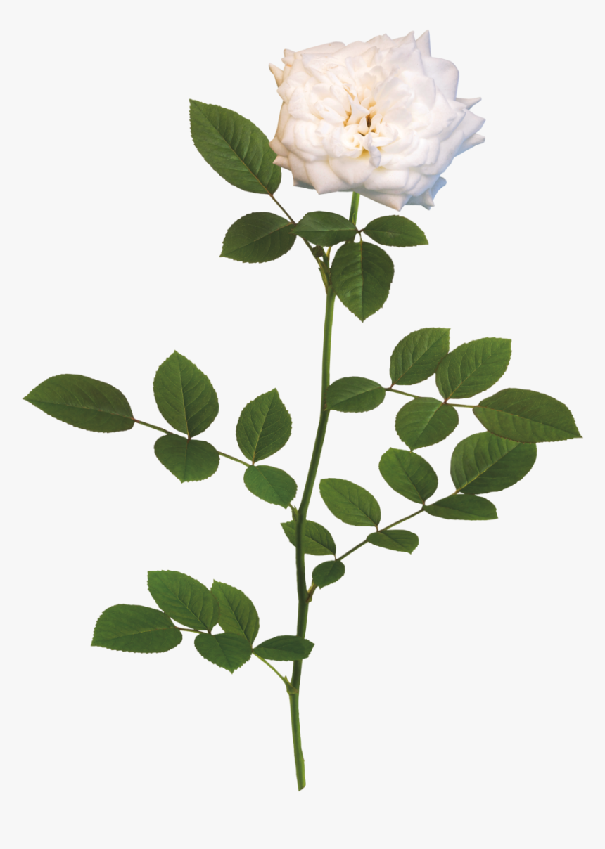 White Drift Branch - Lemon Drift Rose, HD Png Download