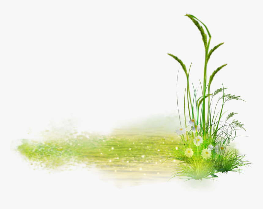#grass #flower #green #whiteflower - Sweet Grass, HD Png Download