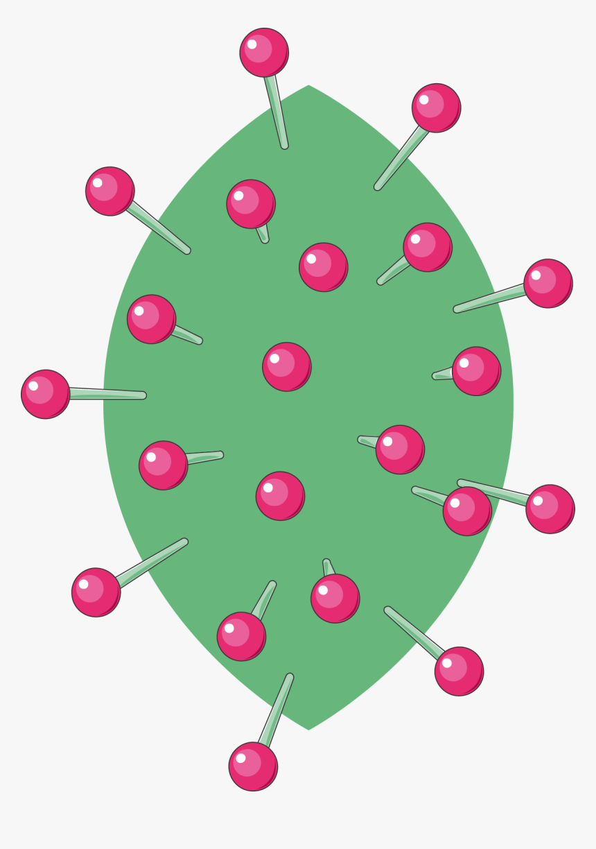 Circle, HD Png Download