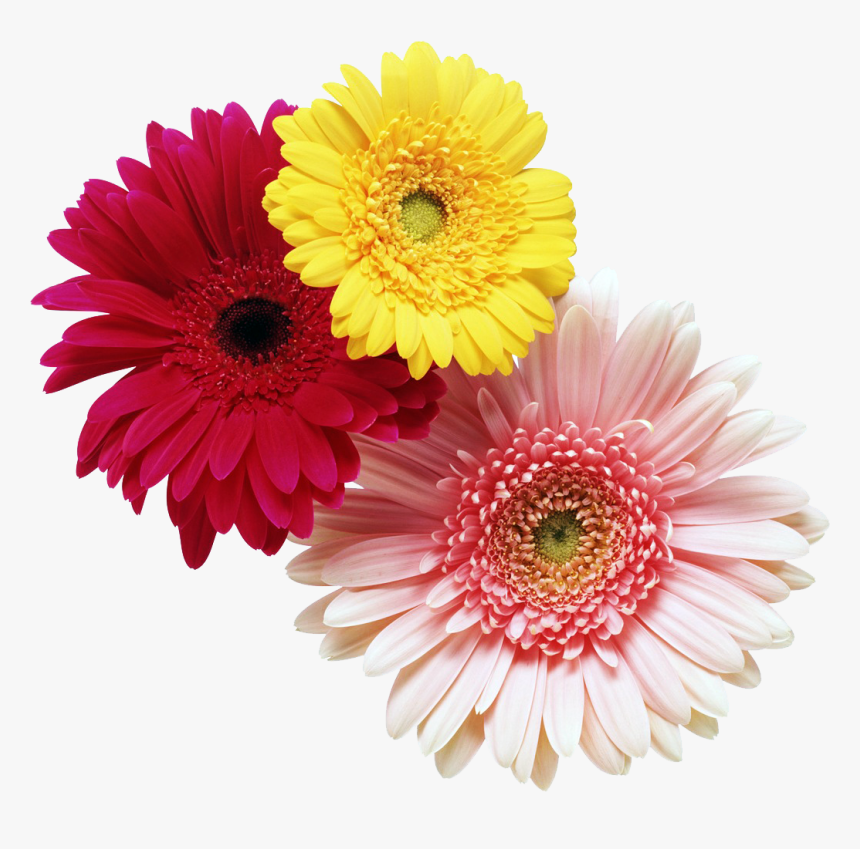 Jarber Flower, HD Png Download