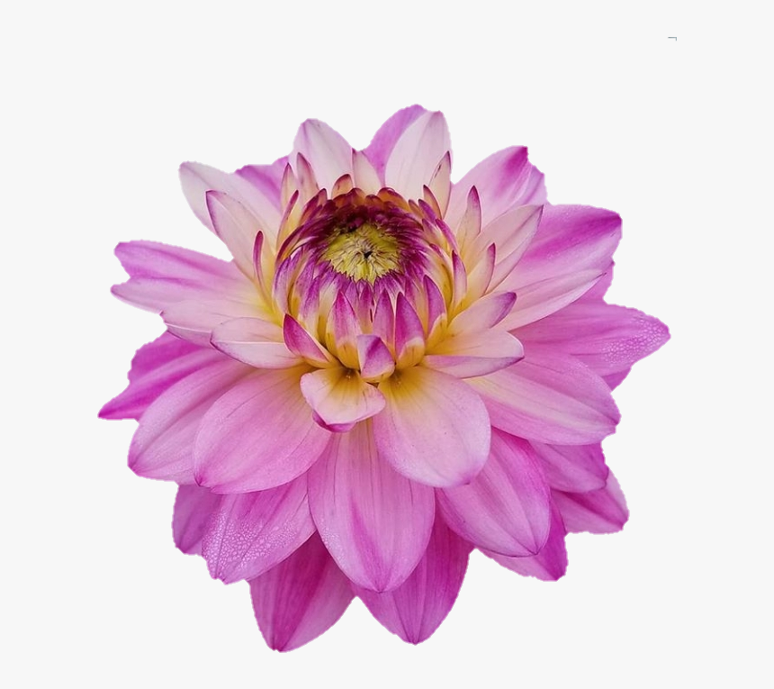 Dahlia, HD Png Download