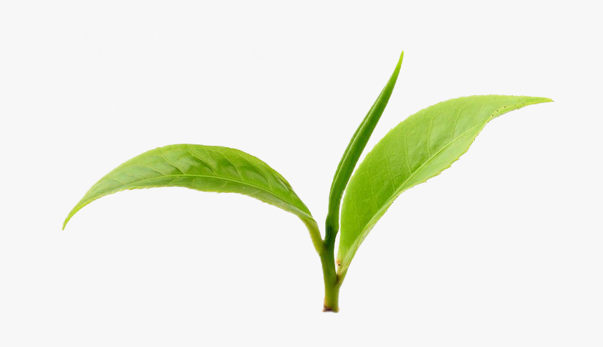 Lingonberry 2 - Green Tea Leaves Png, Transparent Png