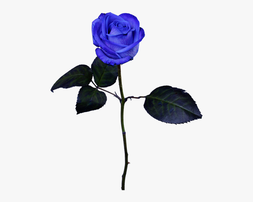 Floribunda, HD Png Download