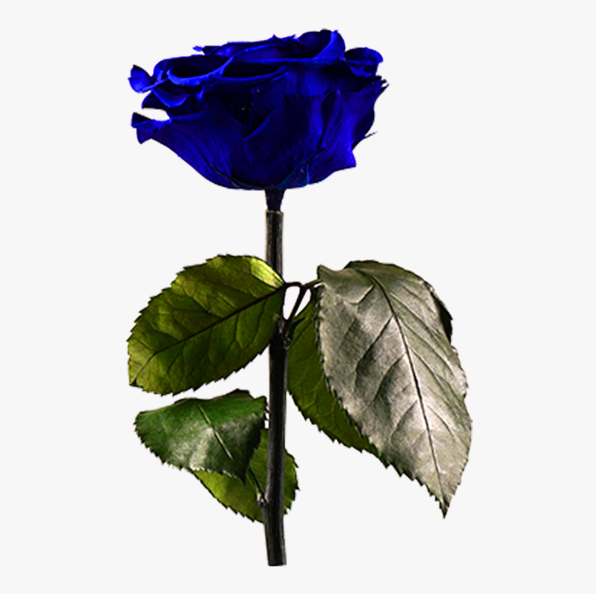 Midnight Blue 

 
 Data Rimg Lazy 
 Data Rimg Scale - Blue Rose, HD Png Download